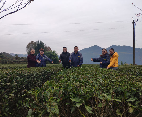 恩施茶葉基地